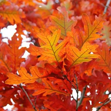 Quercus bimundorum Crimson spire - Säulen-Eiche