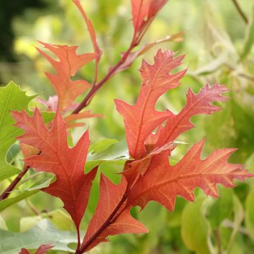 Quercus texana New Madrid - Texas-Eiche