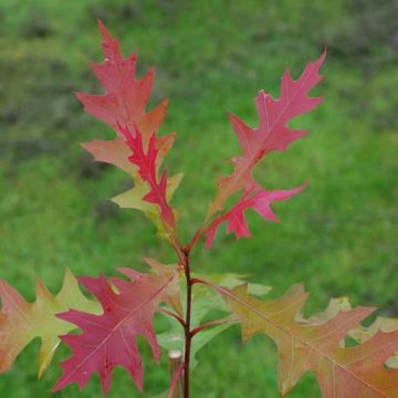 Quercus texana New Madrid - Texas-Eiche