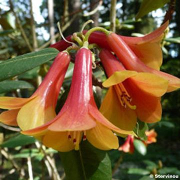 Rhododendron cinnabarinum - Grand rhododendron