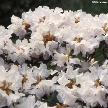 Rhododendron Dora Amateis