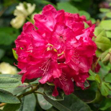 Rhododendron INKARHO® Diderk