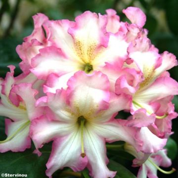 Rhododendron Melrose Flash - Großer Rhododendron im 4L./5L. Topf.