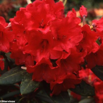 Rhododendron Melville - Grand Rhododendron