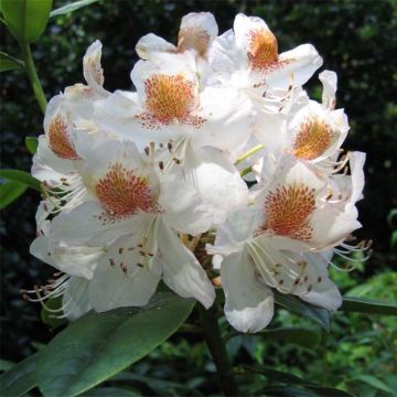 Rhododendron Mrs T.h.lowinsky