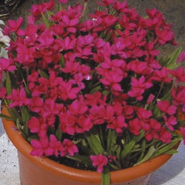 Rhodohypoxis baurii Red King - Grasstern