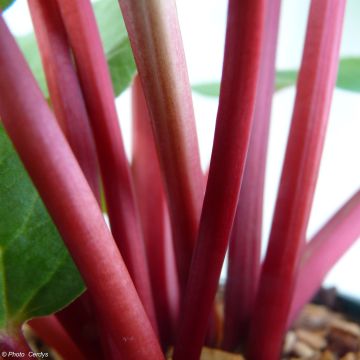 Rhapontik-Rhabarber Fulton's Strawberry Surprise