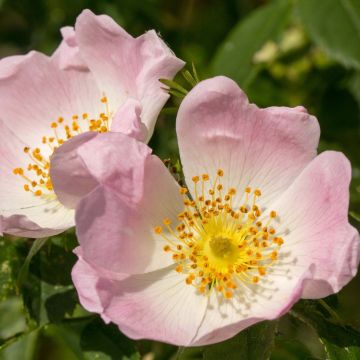 Églantier - Rosa canina