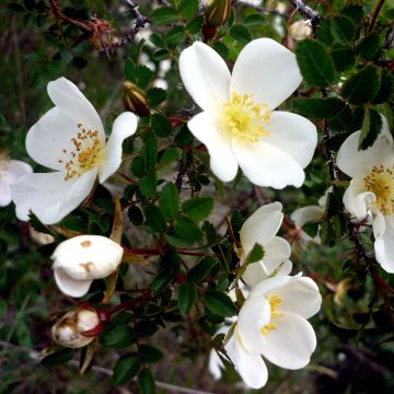 Rosa pimpinellifolia - Dünen-Rose