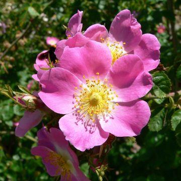 Rosa rubiginosa - Wein-Rose