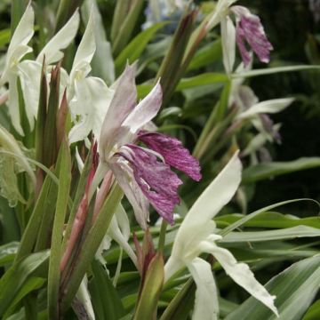 Roscoea beesiana - Scheinorchidee