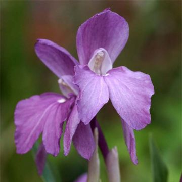 Roscoea humeana - Scheinorchidee