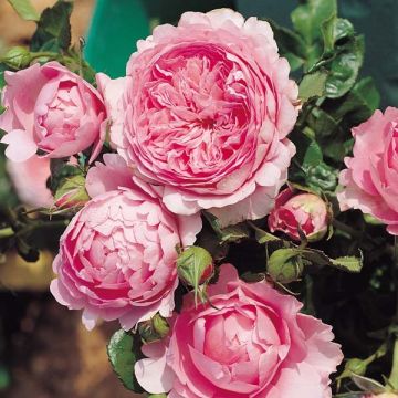 Rosa Generosa Chantal Mérieux - Guillot Rose