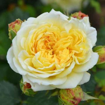 Rosa Generosa Nelson Monfort - Guillot Rose