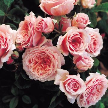 Rosa Generosa William Christie - Guillot Rose