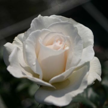 Rosa Margaret Merril - Edelrose