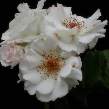 Rosa polyantha Maria Mathilda - Beetrose