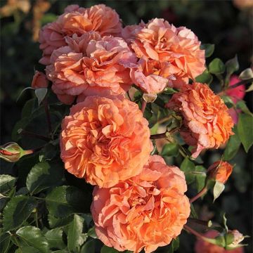 Rosier à fleurs groupées Orangerie