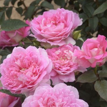 Rosa Borneo Odore - Edelrose