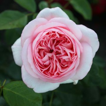 Rosa Les Années Folles Bobino - Edelrose