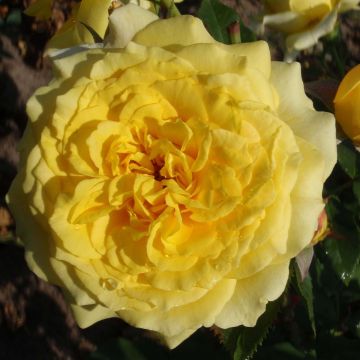 Rosier à grandes fleurs Les Années Folles La Rotonde