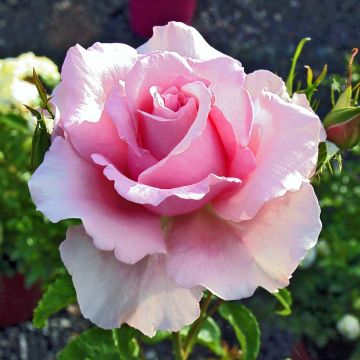 Rosa Sandrine Quétier - Edelrose