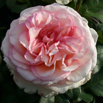 Rosa Souvenir de Baden-Baden - Edelrose