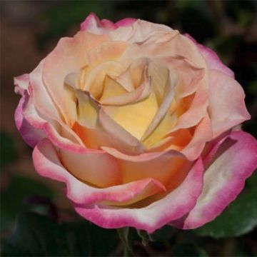 Rosa Sweet Eureka - Edelrose