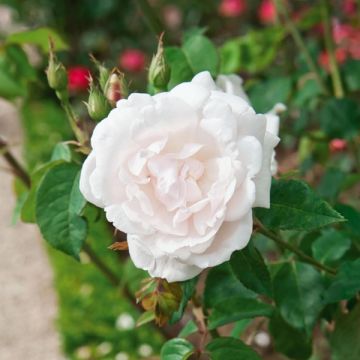 Rosa Madame Alfred Carrière - Kletterrose