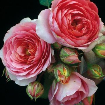 Rosa Generosa Amandine Chanel - Guillot Rose