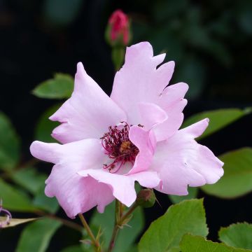 Rosa Dainty Bess - Historische Rose