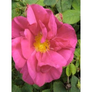 Rosa gallica Officinalis Bio - Essig-Rose