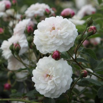 Rosa Little White Pet - Historische Rose