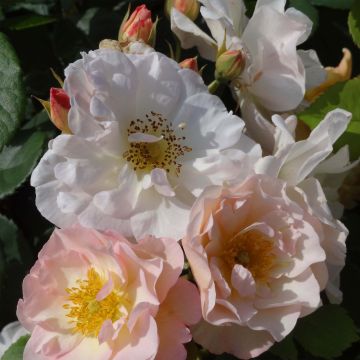 Rosa moschata Pénélope - Moschus-Rose