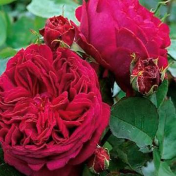 Rosa Falstaff - David Austin Rose - Englische Rose