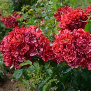 Rosier arbustif La Reine de la Nuit