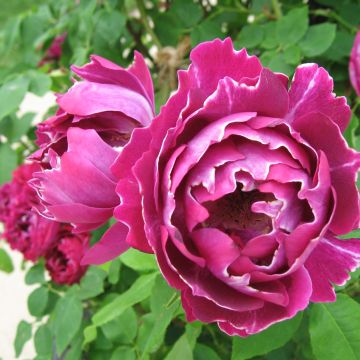 Rosa Baron Girod de l'Ain - Historische Rose