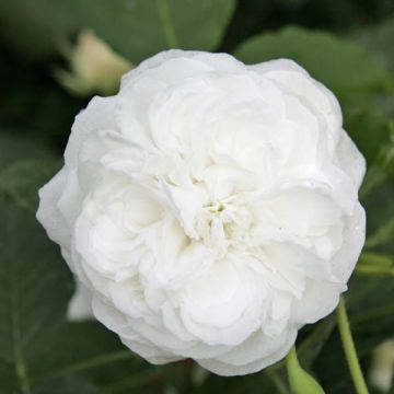 Rosier ancien Boule de Neige