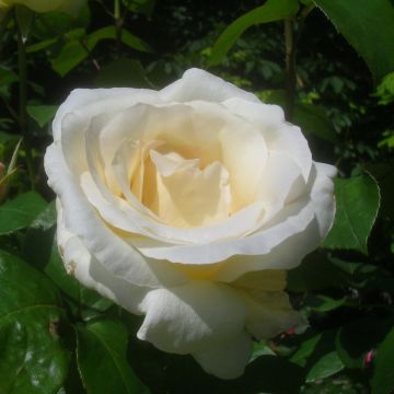 Rosa Pascali - Edelrose