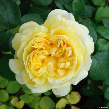 Rosa Charles Darwin - Englische Rose