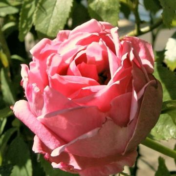 Rosa Coral Dawn - Kletterrose