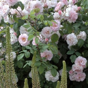 Rosa Cornelia - Historische Rose