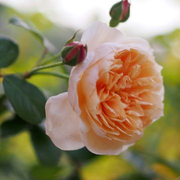 Rosier David Austin Abraham Darby