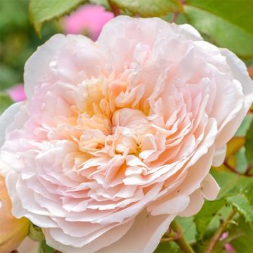 Rosa Emily Brontë - Englische Rose