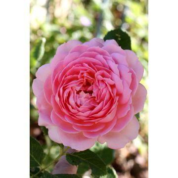 Rosa Jubilee Celebration - Englische Rose