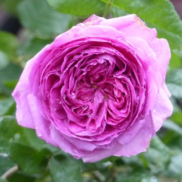 Rosa Young Lycidas - Englische Rose