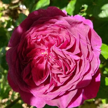 Rosa Purple Voluptia - Bodendecker-Rose