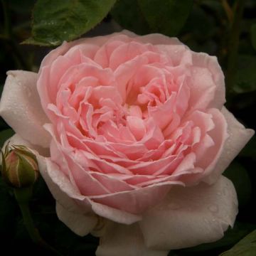 Rosa Eglantyne - Englische Rose