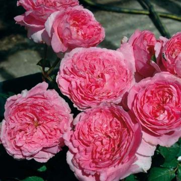 Rosa Generosa Elodie Gossuin - Guillot Rose