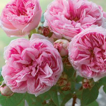 Rosa Madame Ernest Calvat - Historische Rose